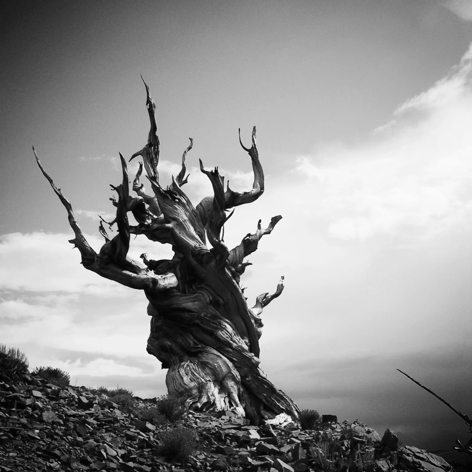 5060195 (1).jpg