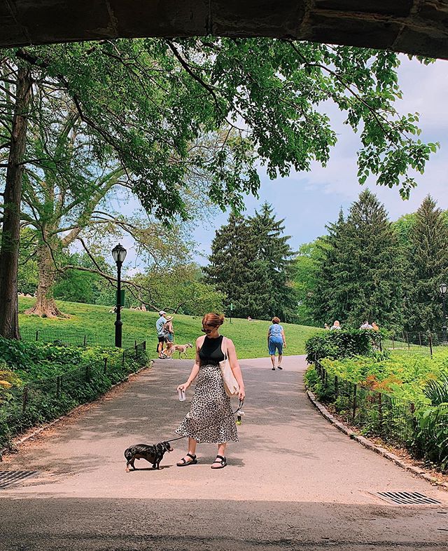 6.2.19 was A Perfect Day in Central Park (and Bowie&rsquo;s longest walk of his life 🖤)
.
.
.
#centralpark #nycsummer #dachshund #dachshundsofinstagram #ginger