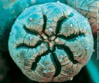 Peyote button