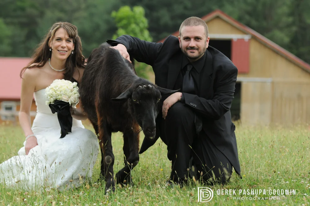 The bride and groom pose with a goat at Woodstock Farm Animal Sanctuary