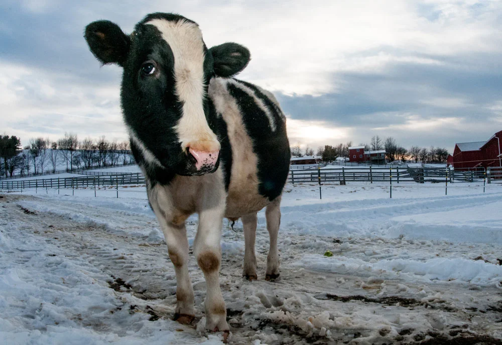 A cow in the snow at Farm Sanctuary in Watkins Glen, NY