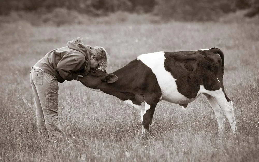 Susie Coston, animal caretaker at Farm Sanctuary in Watkins Glen, with Michael the cow