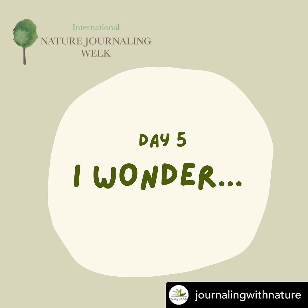 #REPOST FROM @journalingwithnature Day 5 &ndash; I Wonder&hellip;⁣
⁣
Today&rsquo;s theme for International Nature Journaling Week is &ldquo;I Wonder&hellip;&rdquo; As nature journalers, we can let ourselves dive deeply into wonders and mysteries in t