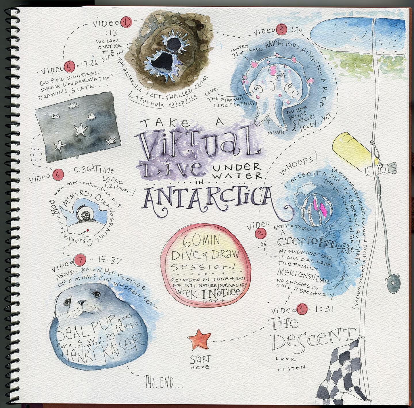 Today I did my own virtual dive &amp; draw session | Last week I did a workshop with @journalingwithnature
International Nature Journaling Week

There are some amazing free recorded workshops! Visit @journalingwithnature for more details.

On June 4,
