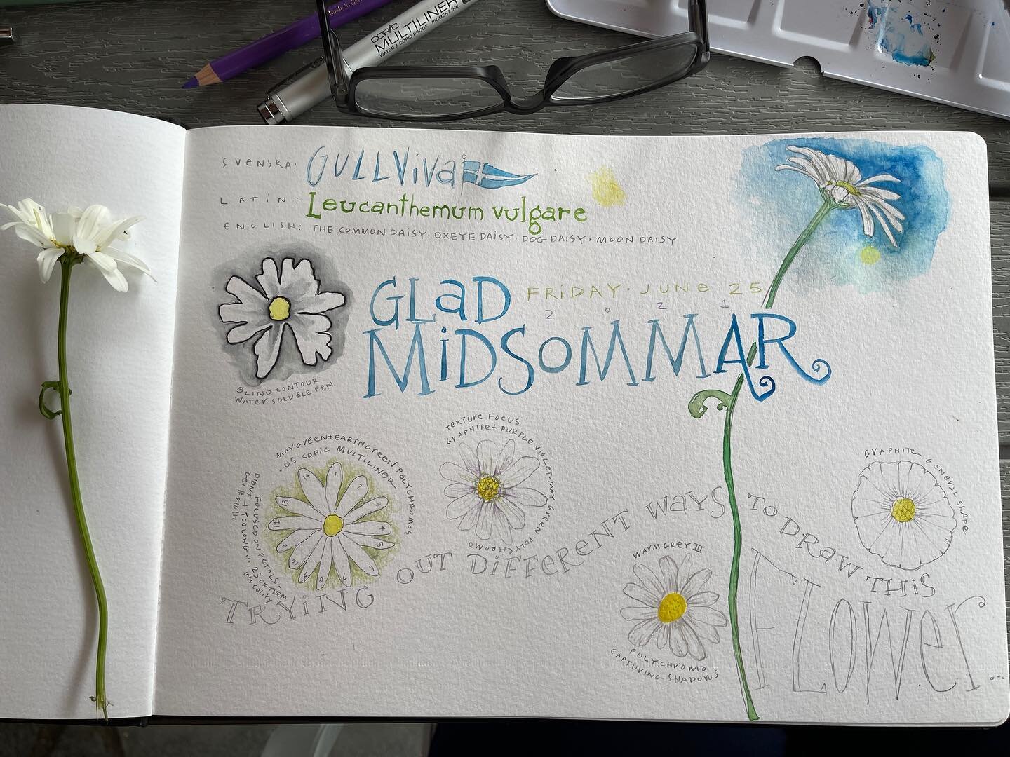 Happy Midsummer from #sweden #midsommar #sketchbook #watercolor #fieldsketching #wildflower #daisy #gullviva #svenska #gladmidsommar