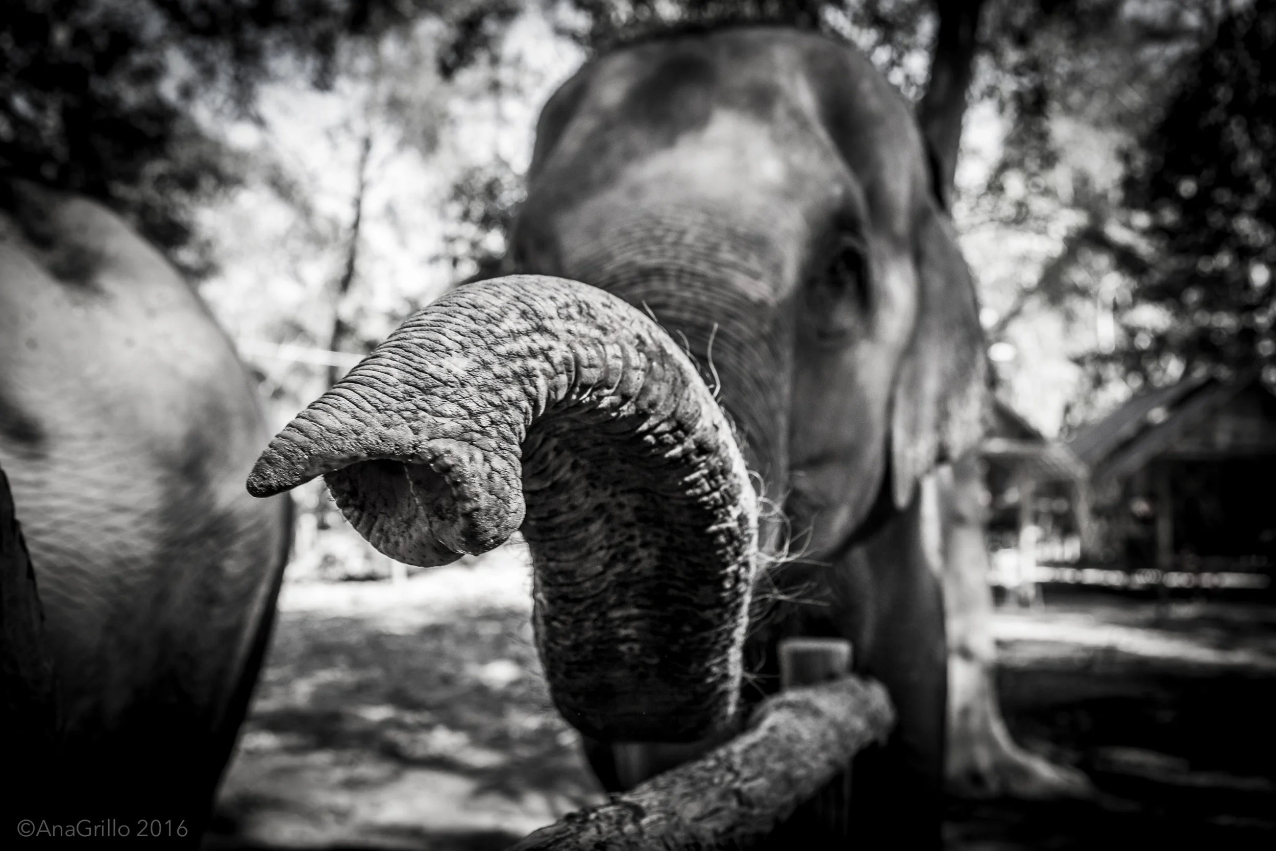 Elephant Haven in Kanchanaburi, Thailand © 2016