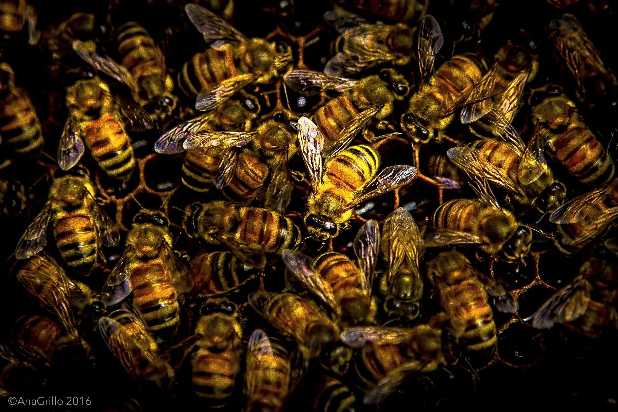 Give bees a chance. Ana Grillo for BTEH © 2016