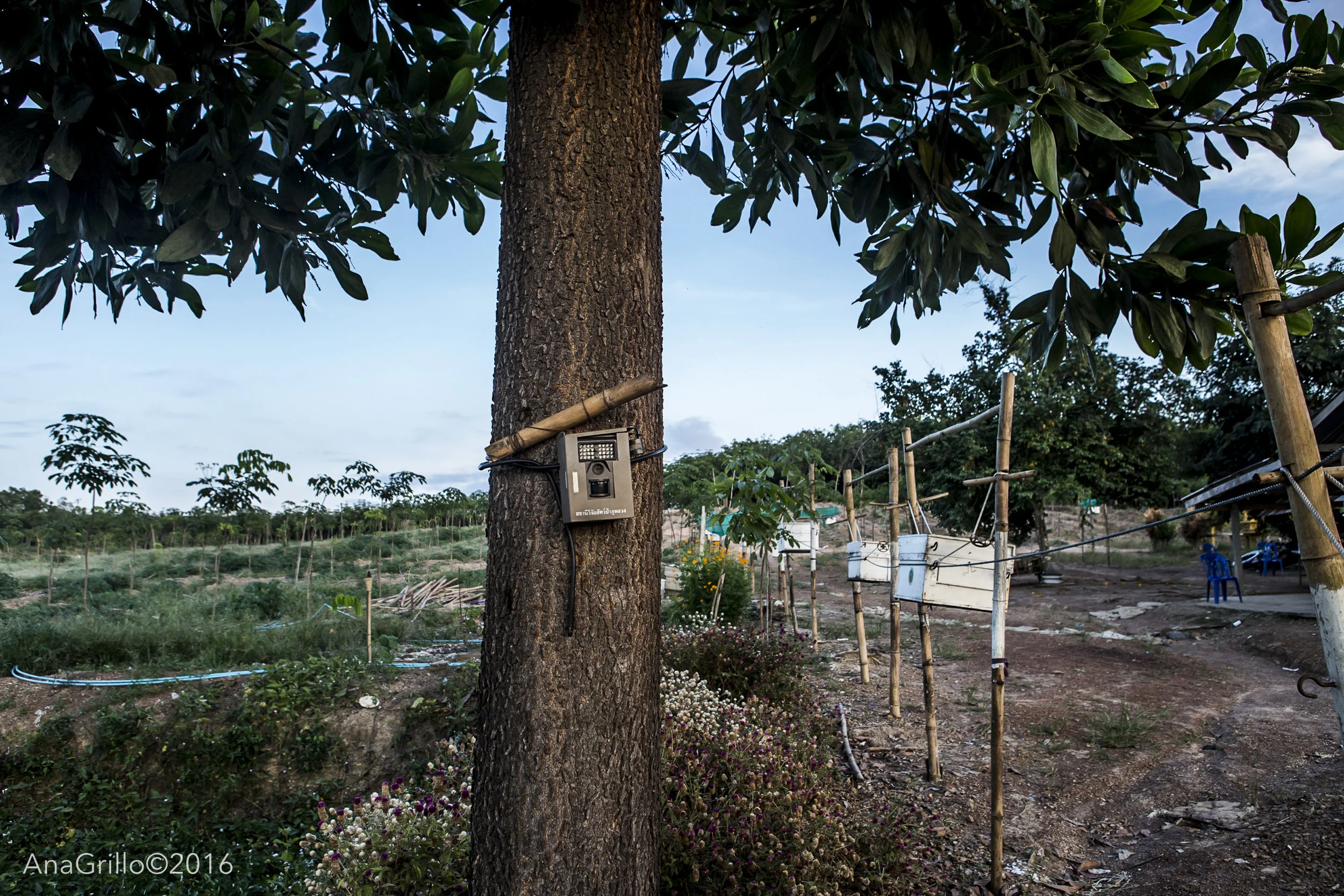 Camera Trap Monitoring at Kung's Farm.