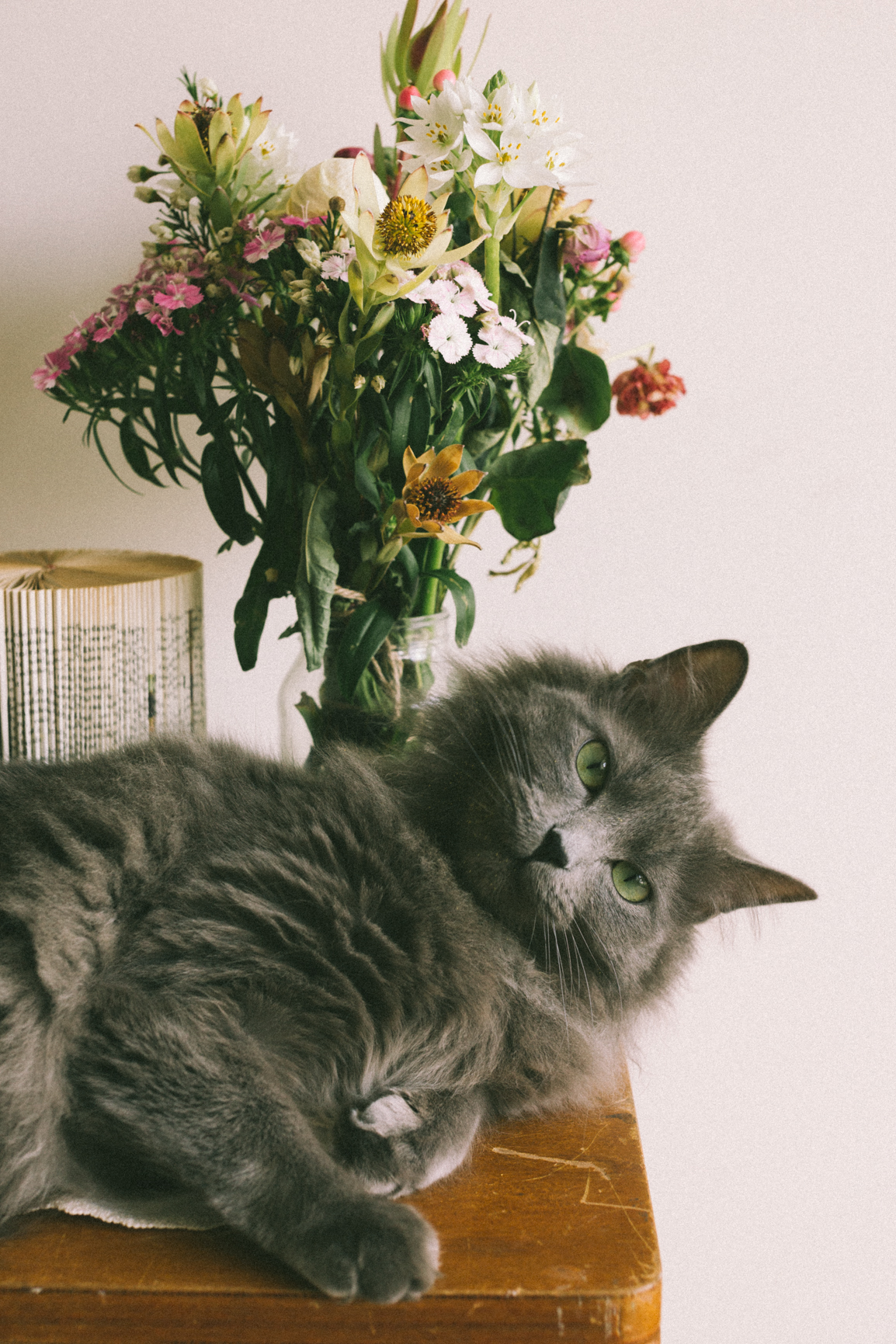 Gus-10.jpg