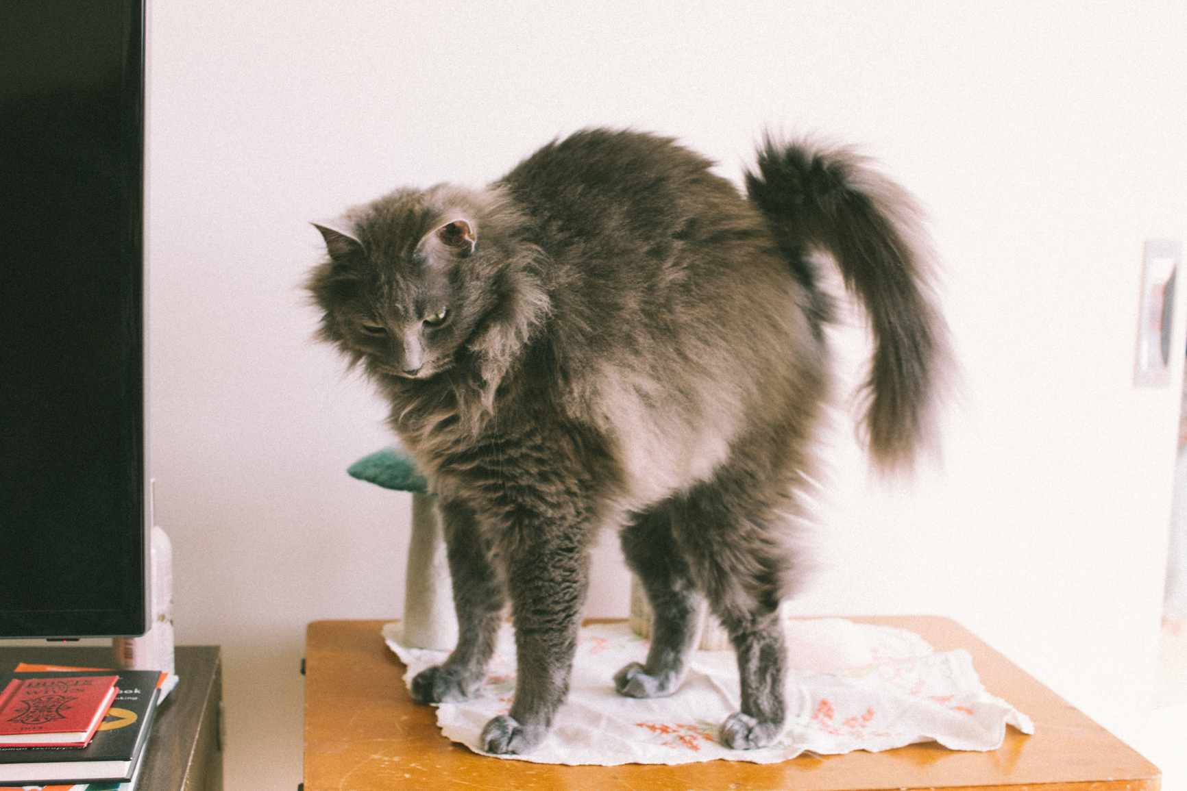 Gus-14.jpg