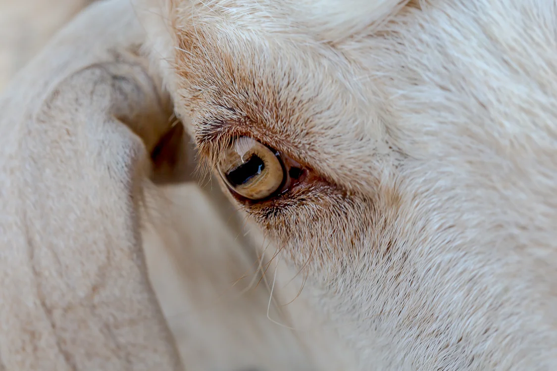 Eye of The Goat
