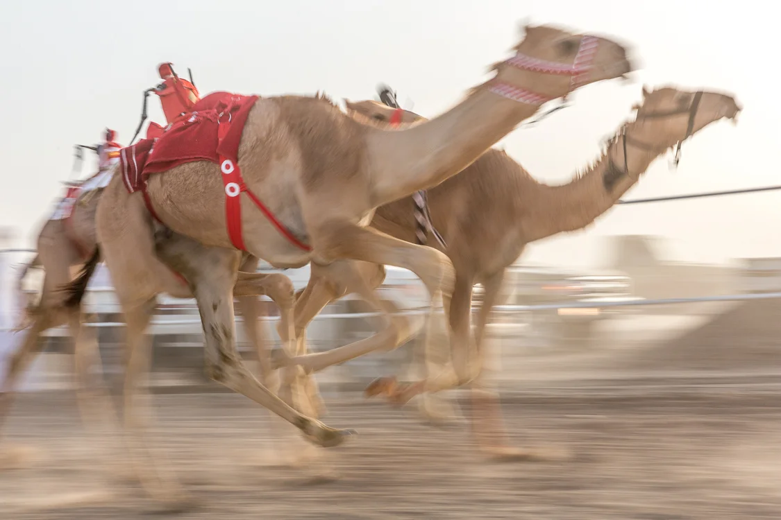 Camel Race