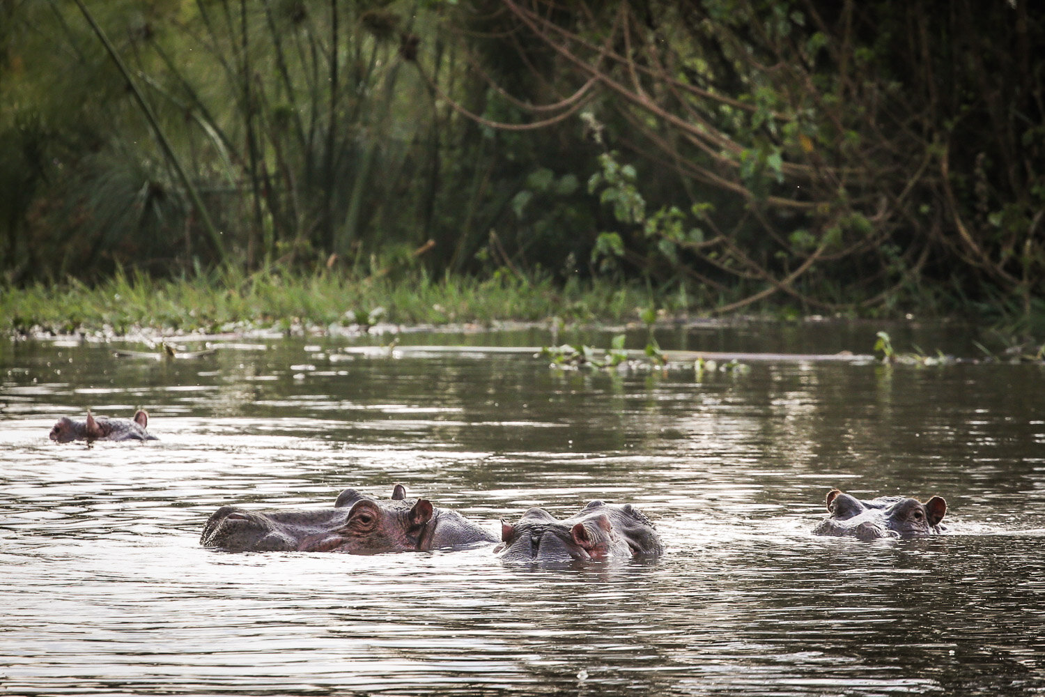 Safari Collection - copyright Scott Ramsay - @love_wild_africa-2208.jpg