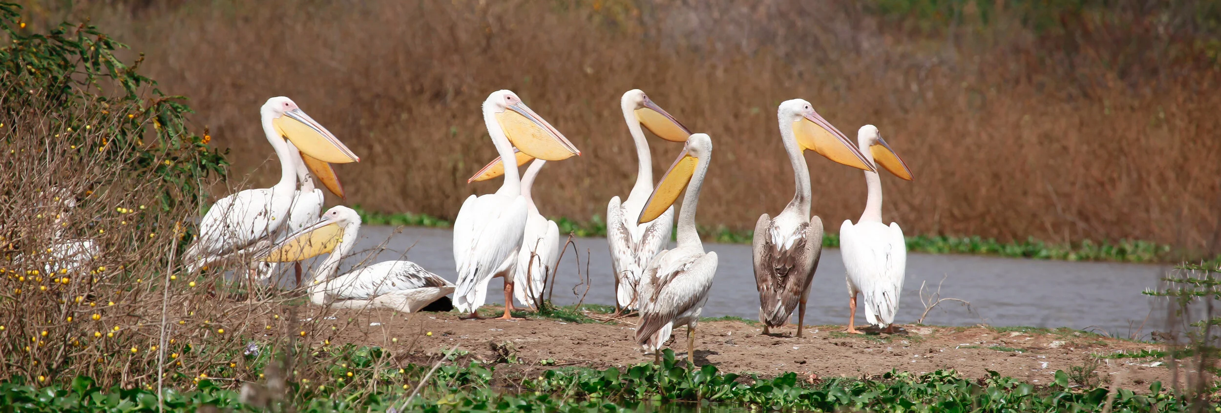 Pelicans (1).jpg