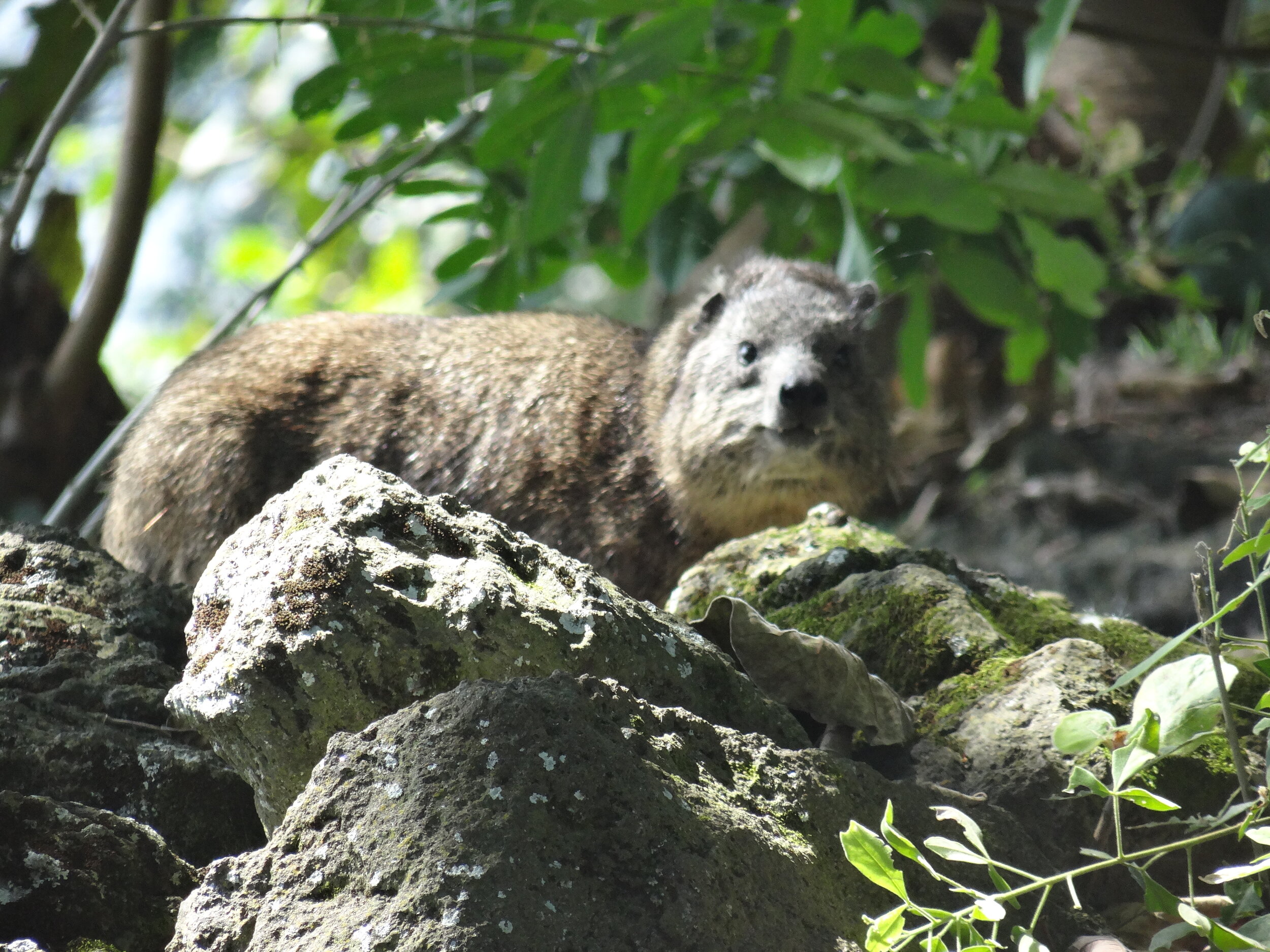 Ajabu Hyrax.jpg