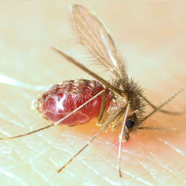 A sand fly: image source Wikipedia