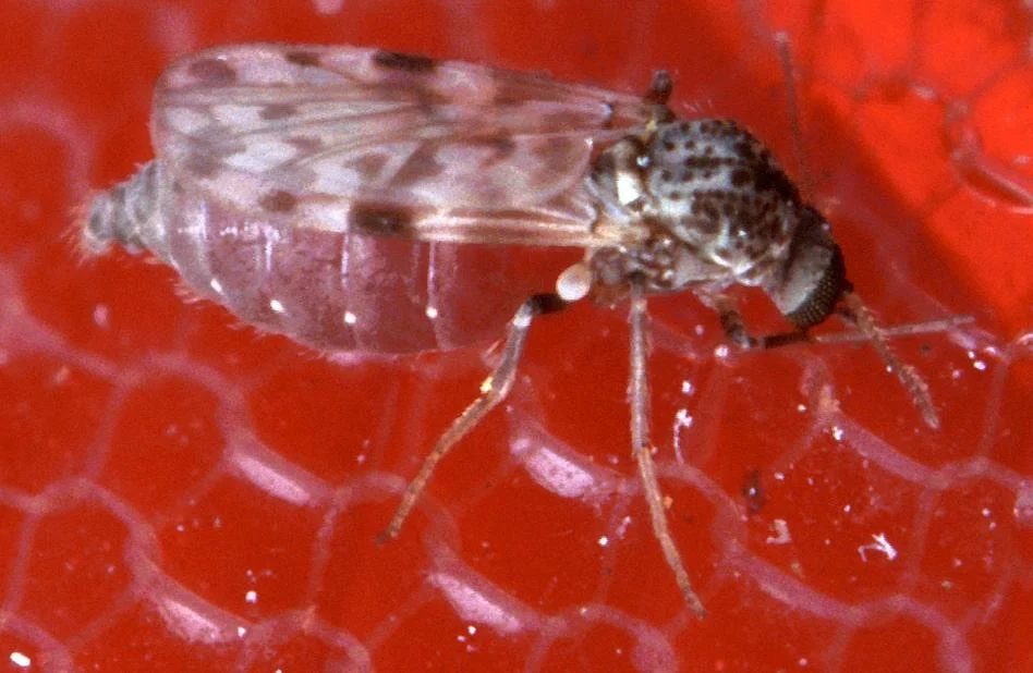 A midge. Image source Wikipedia