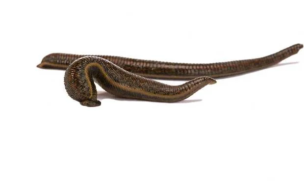 A land leech - image source: The Telegraph
