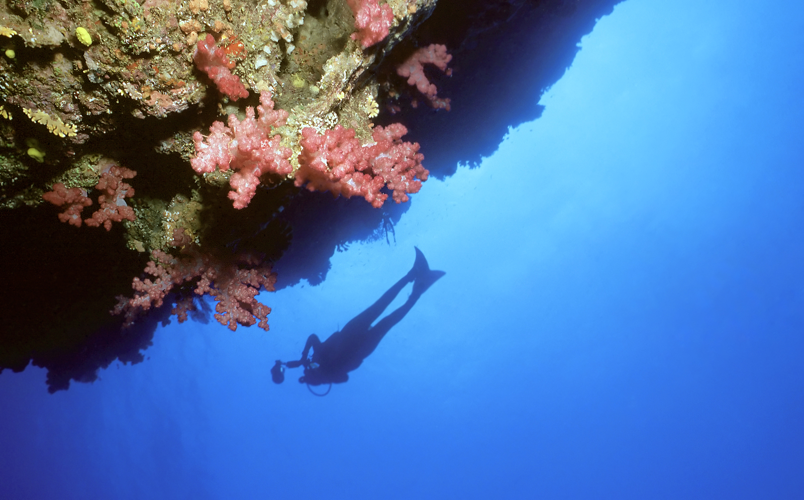 Dive the tropical waters of Fiji