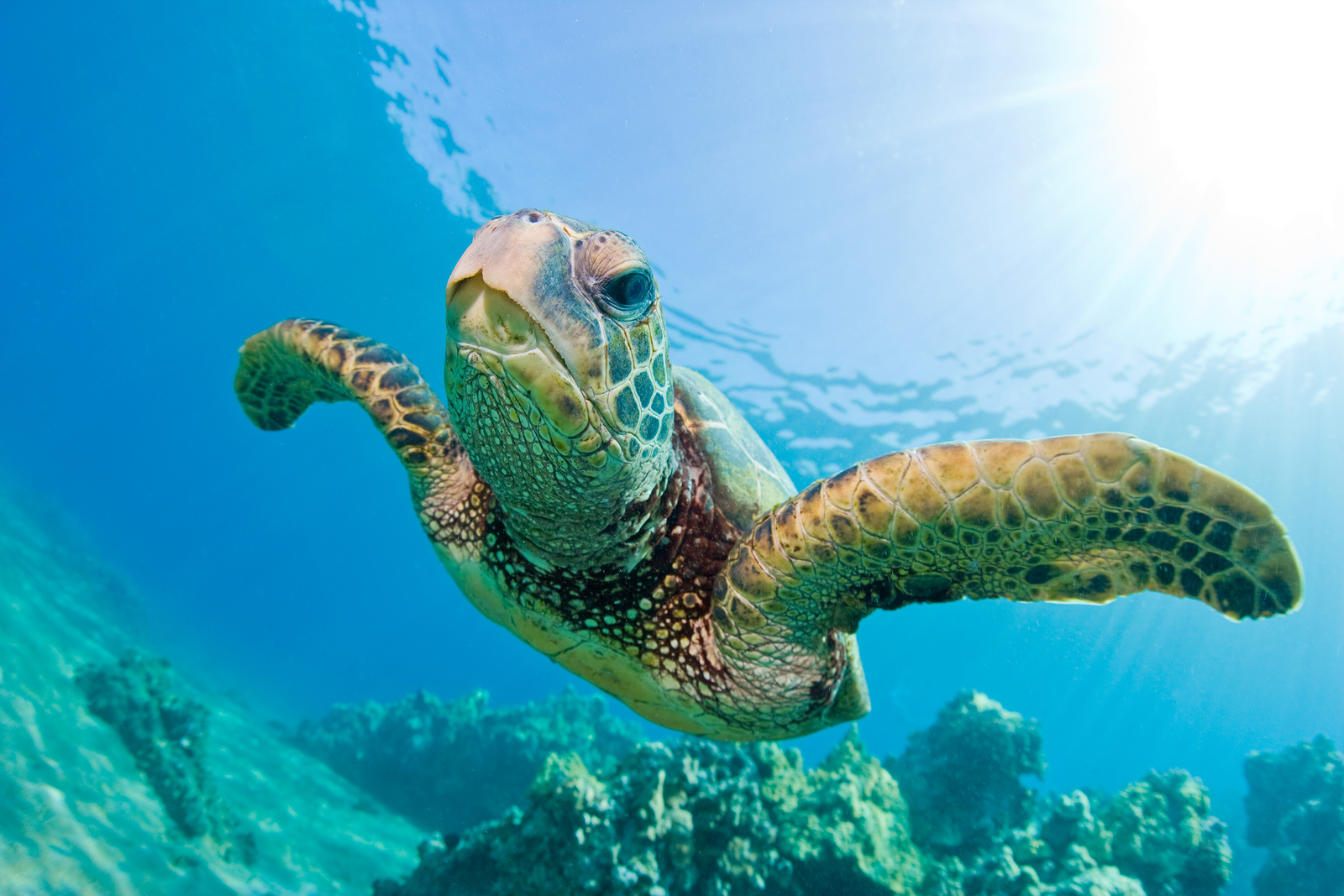 diving in fiji resort