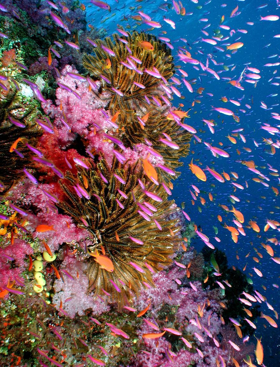 Dive Fiji's Rainbow Reef