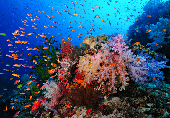 Rainbow+Reef+Fiji+Snorkel+Fish.jpg