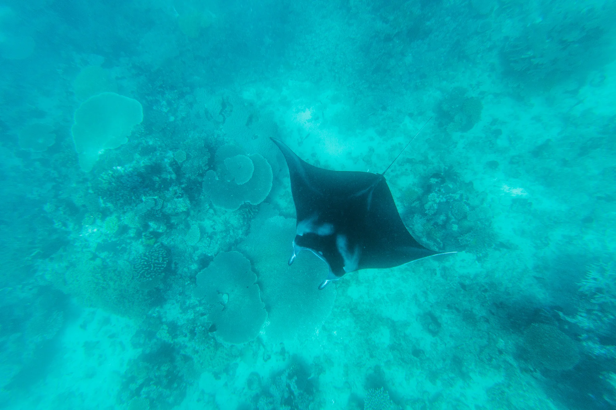 Remote Resort Fiji Islands Manta Ray Snorkel.jpg
