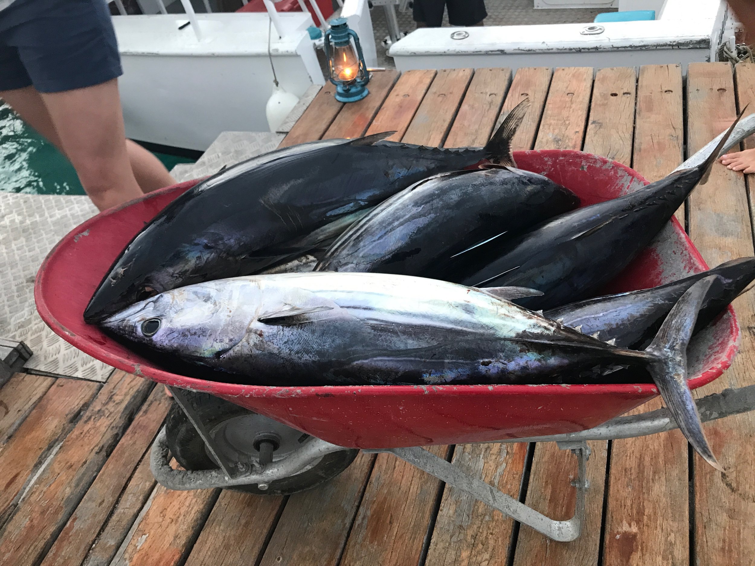 Fiji Fishing - fresh caught for the day, The Remote Resort Fiji Islands