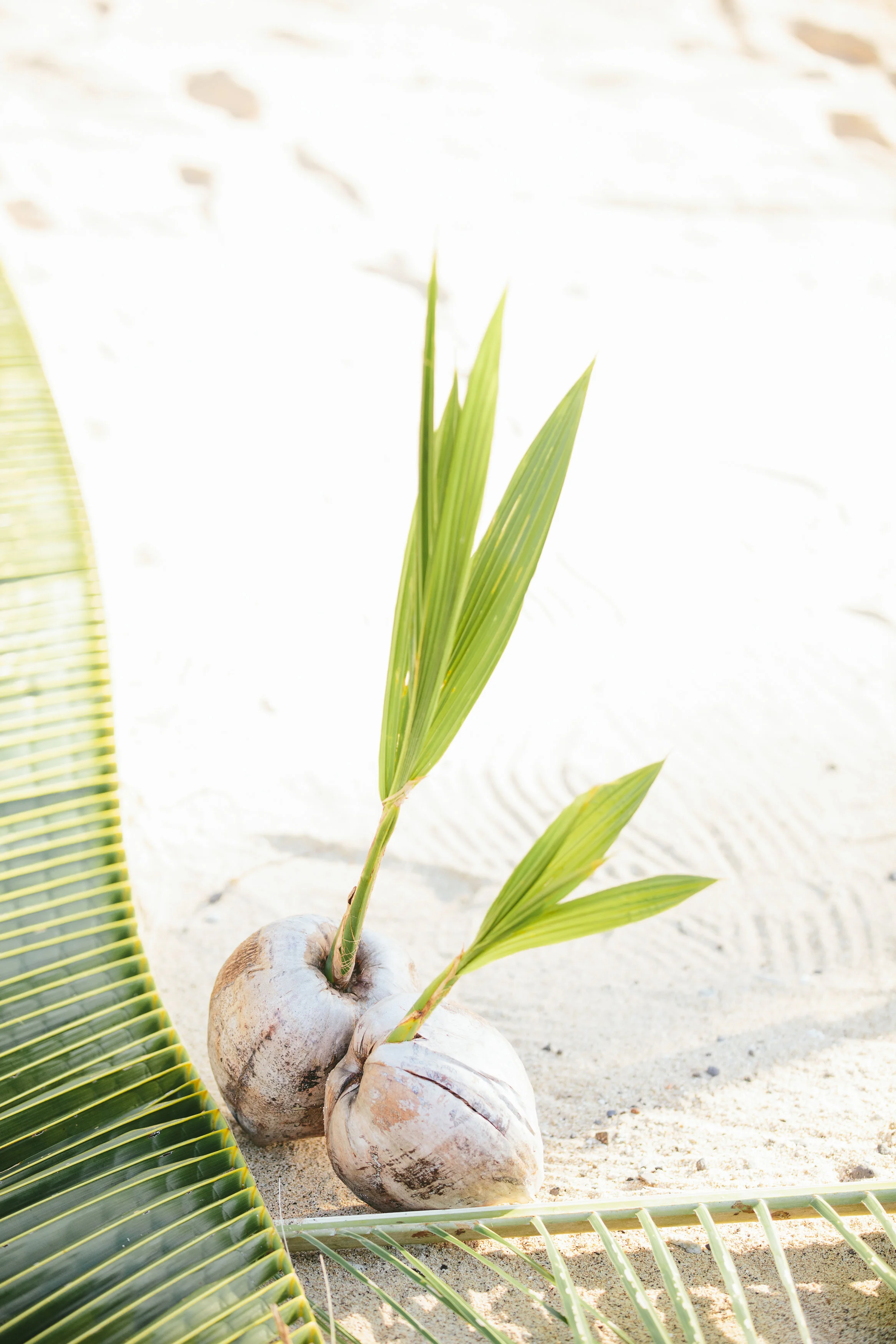 Fiji Coconut Aisle - Fiji Wedding Elopement - The Remote Resort Fiji Islands - Wedding Aisle decorations
