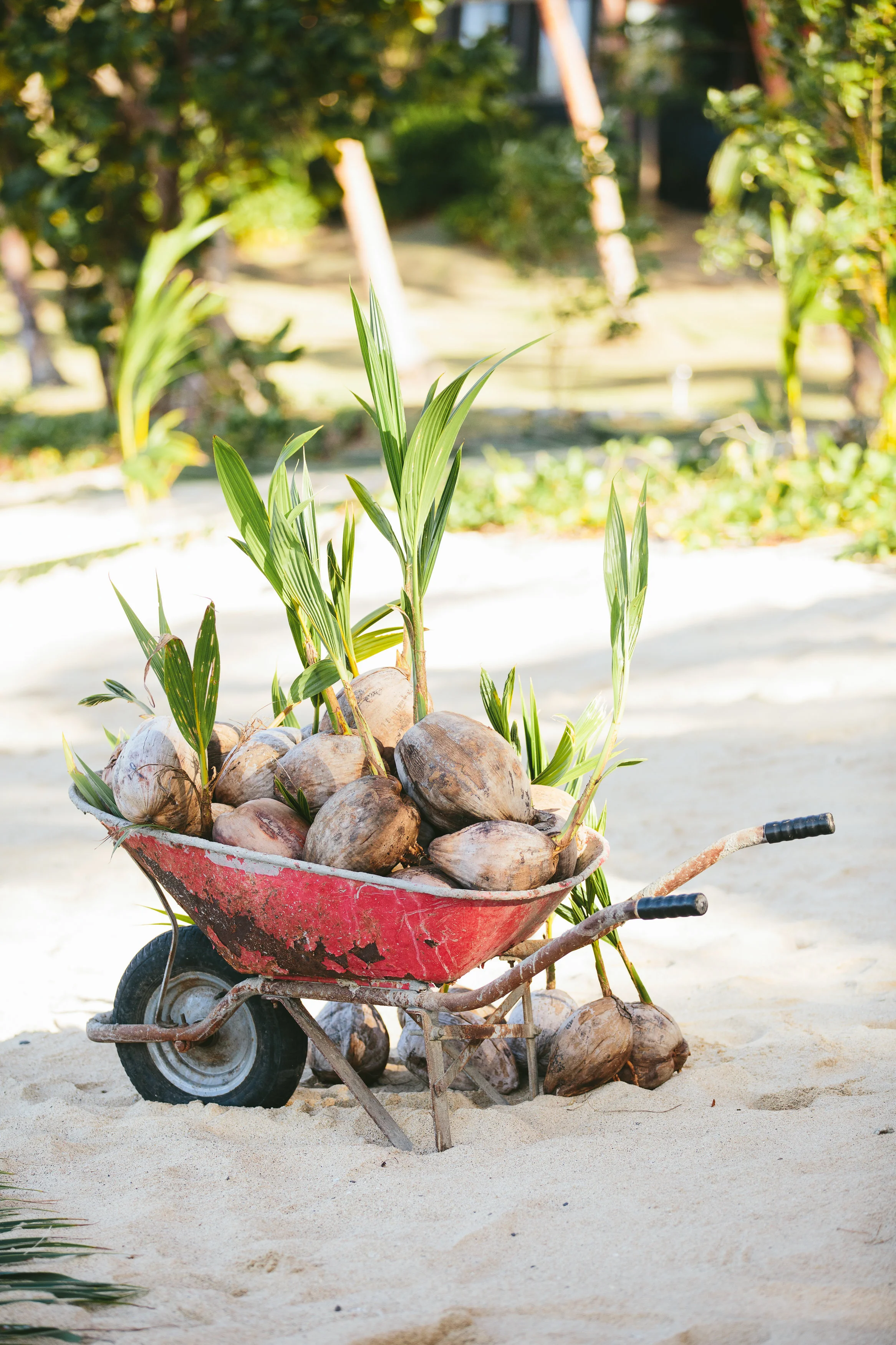 Fiji Wedding Decorations - The Remote Resort Fiji Islands - Coconuts