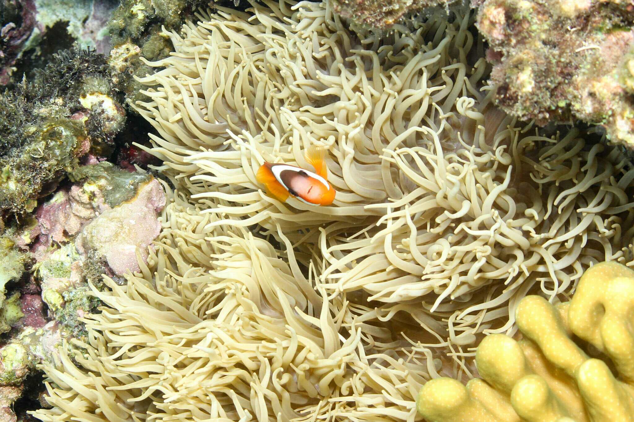 House Reef2.jpeg