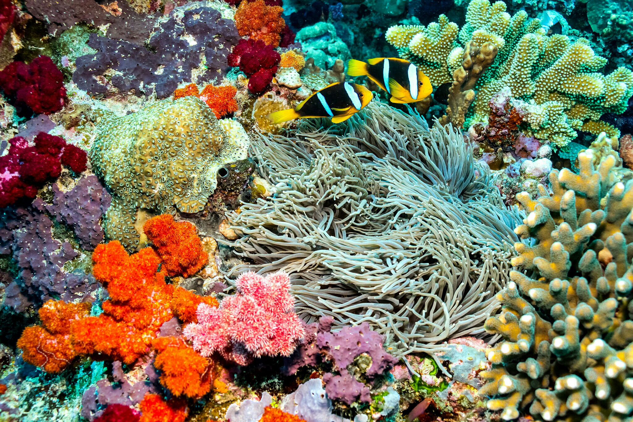 House Reef010738645242931261.jpeg