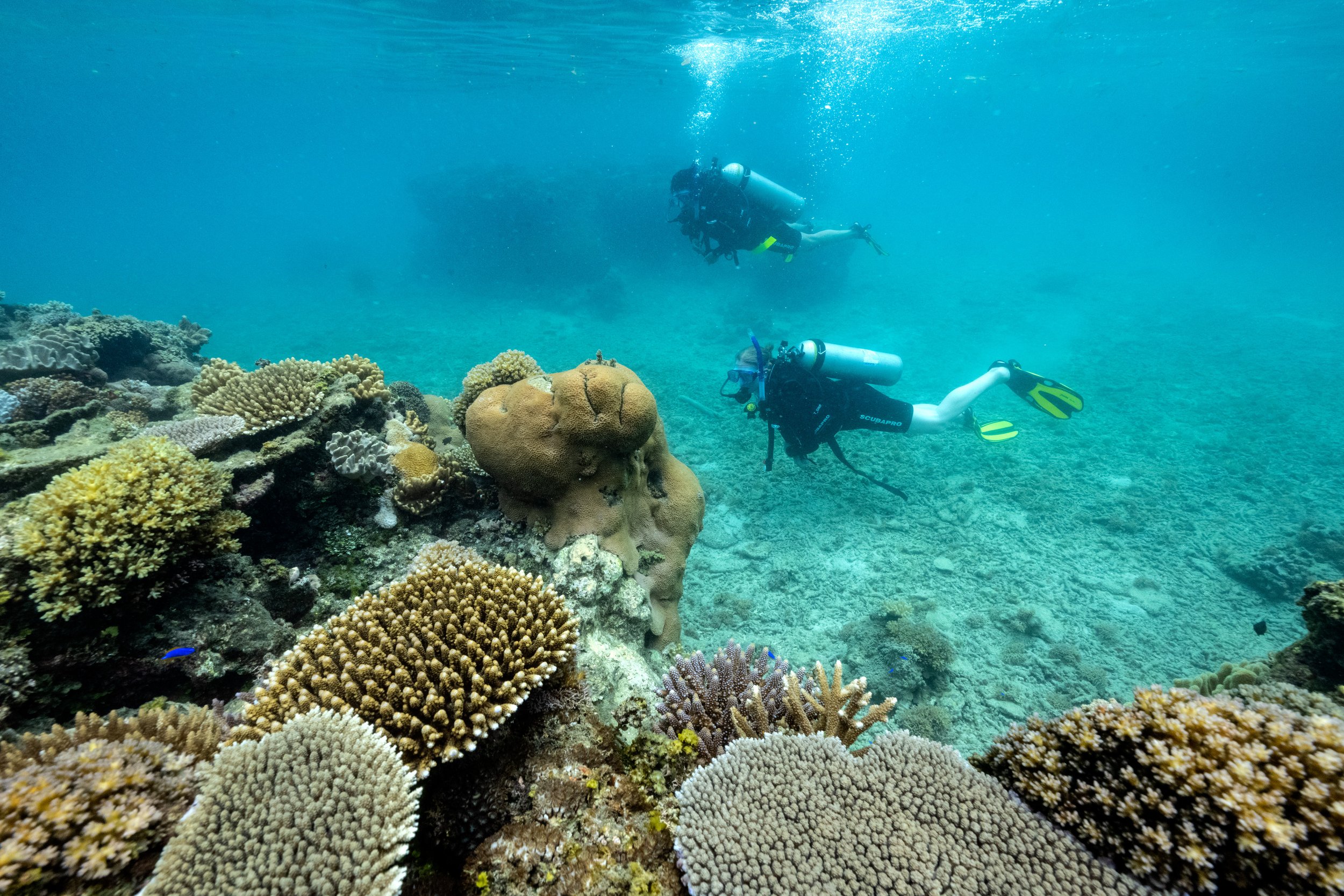 Dive Fiji Rainbow Reef Remote Resort 4.jpg