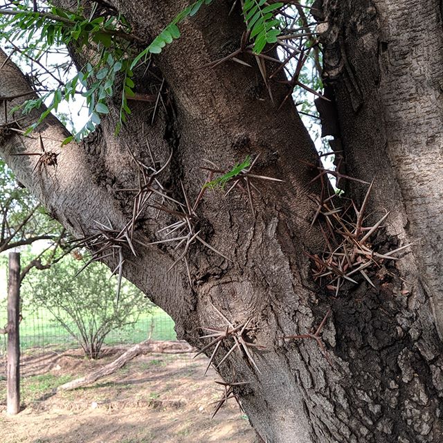 #selfdefence #doringboom #thorn #trees