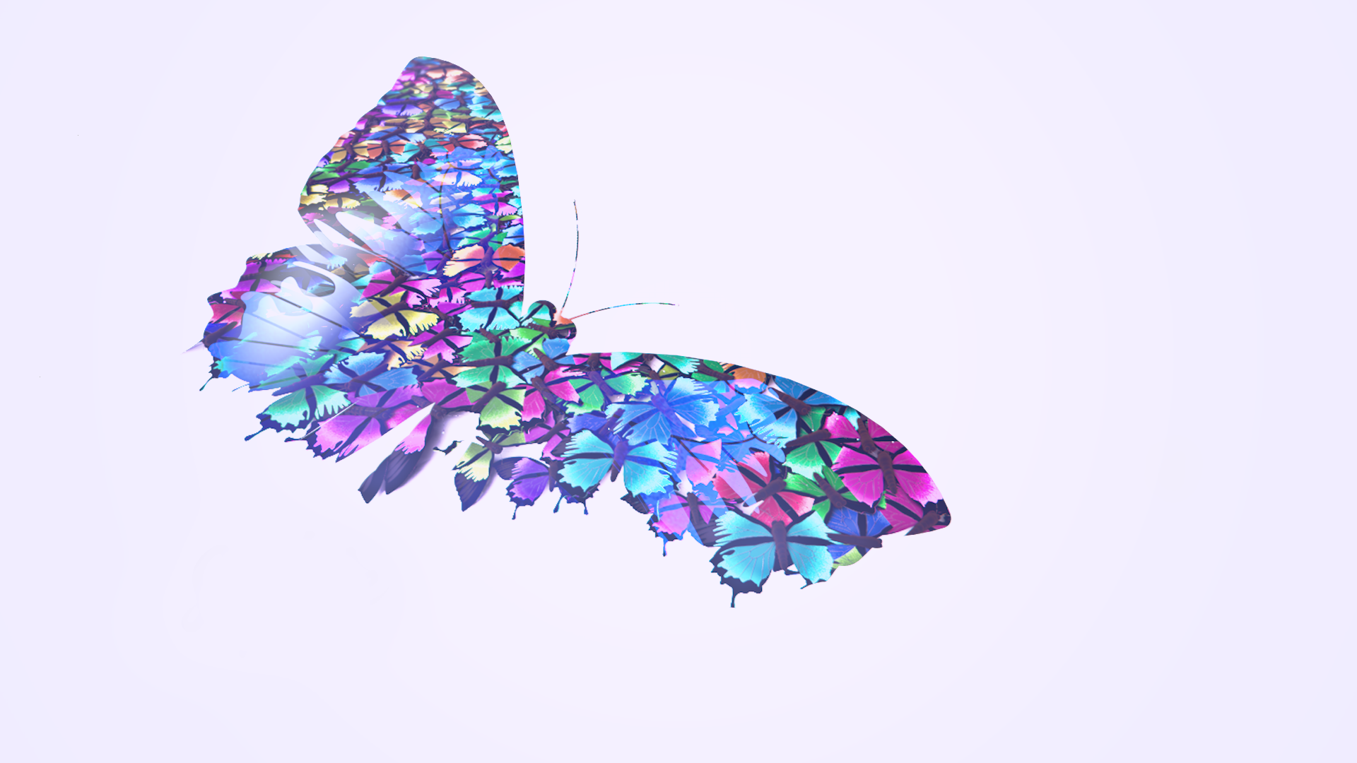 daily_14_butterfly_2.png
