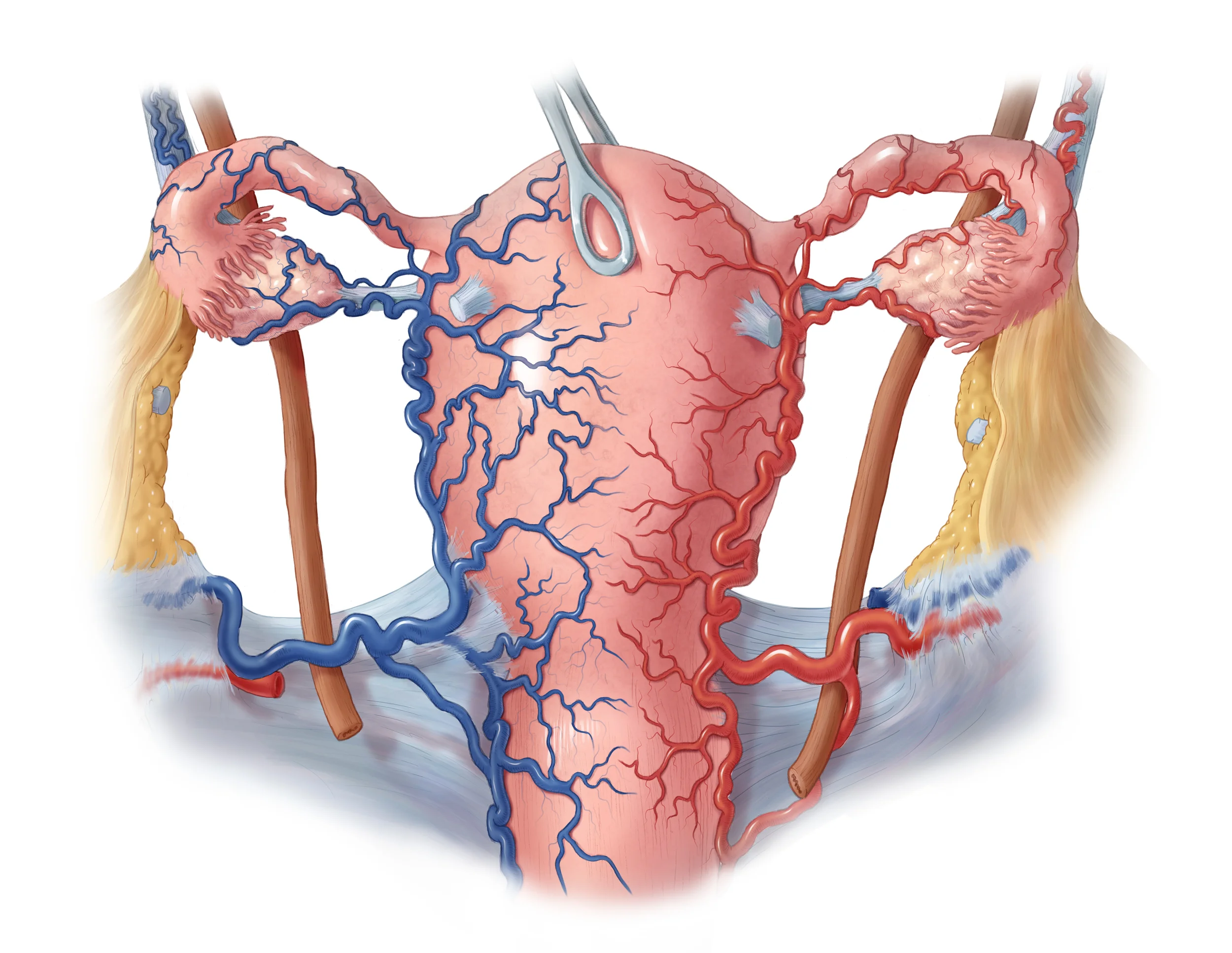 Vasculature of the Uterus and Adnexa