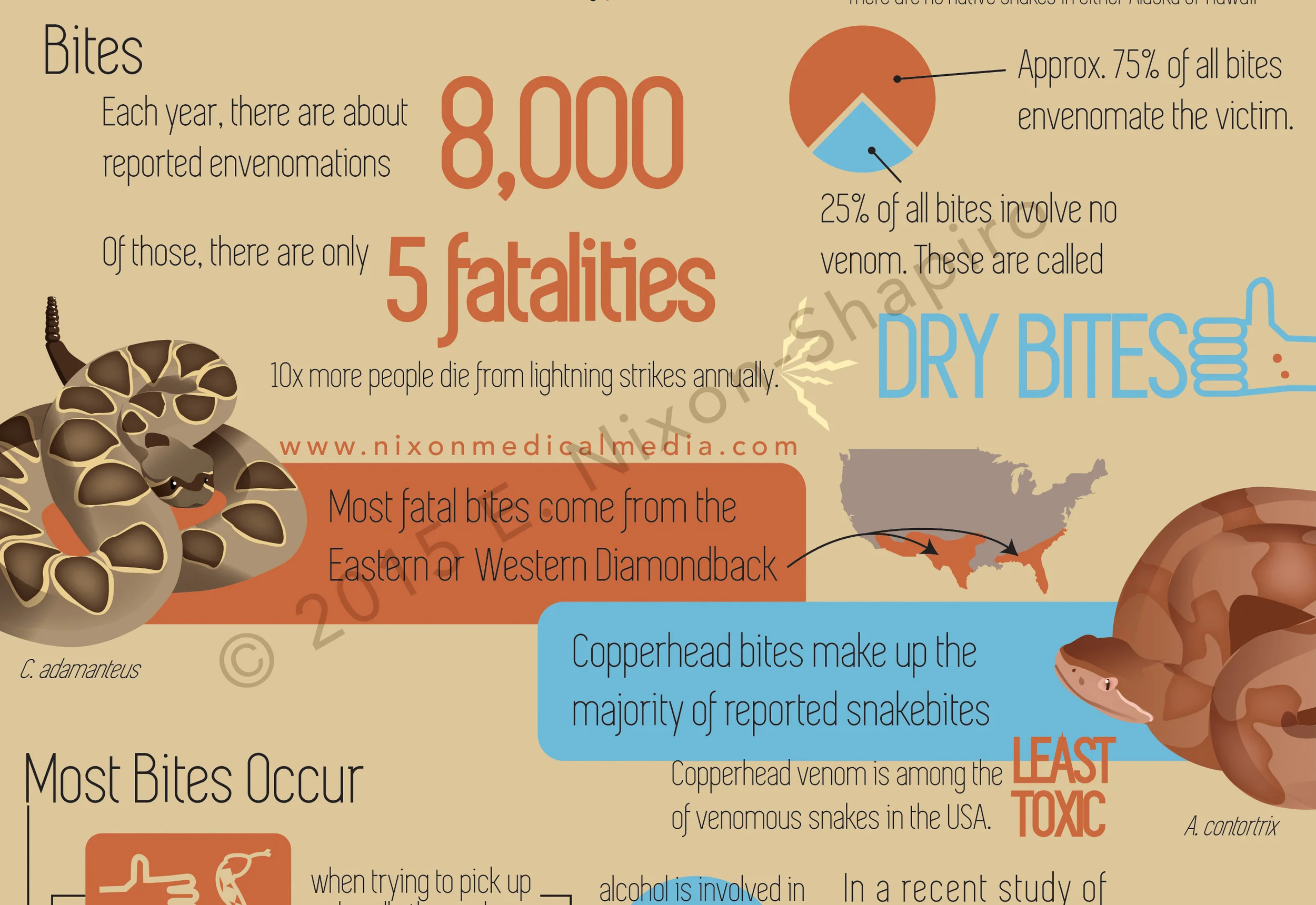 The Truth About Venomous Snakes in the USA (detail)