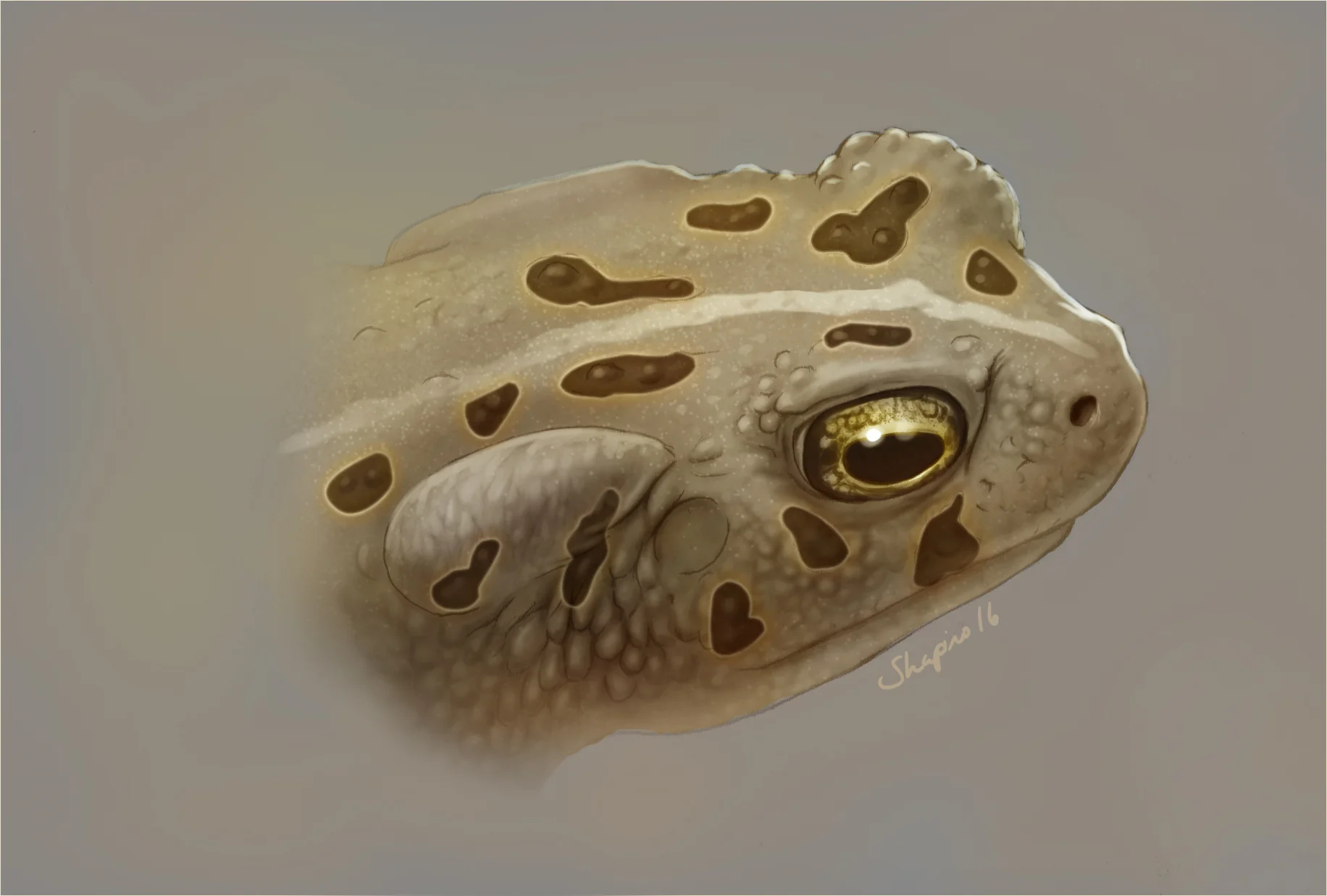 Fowler's Toad - Bufo fowleri