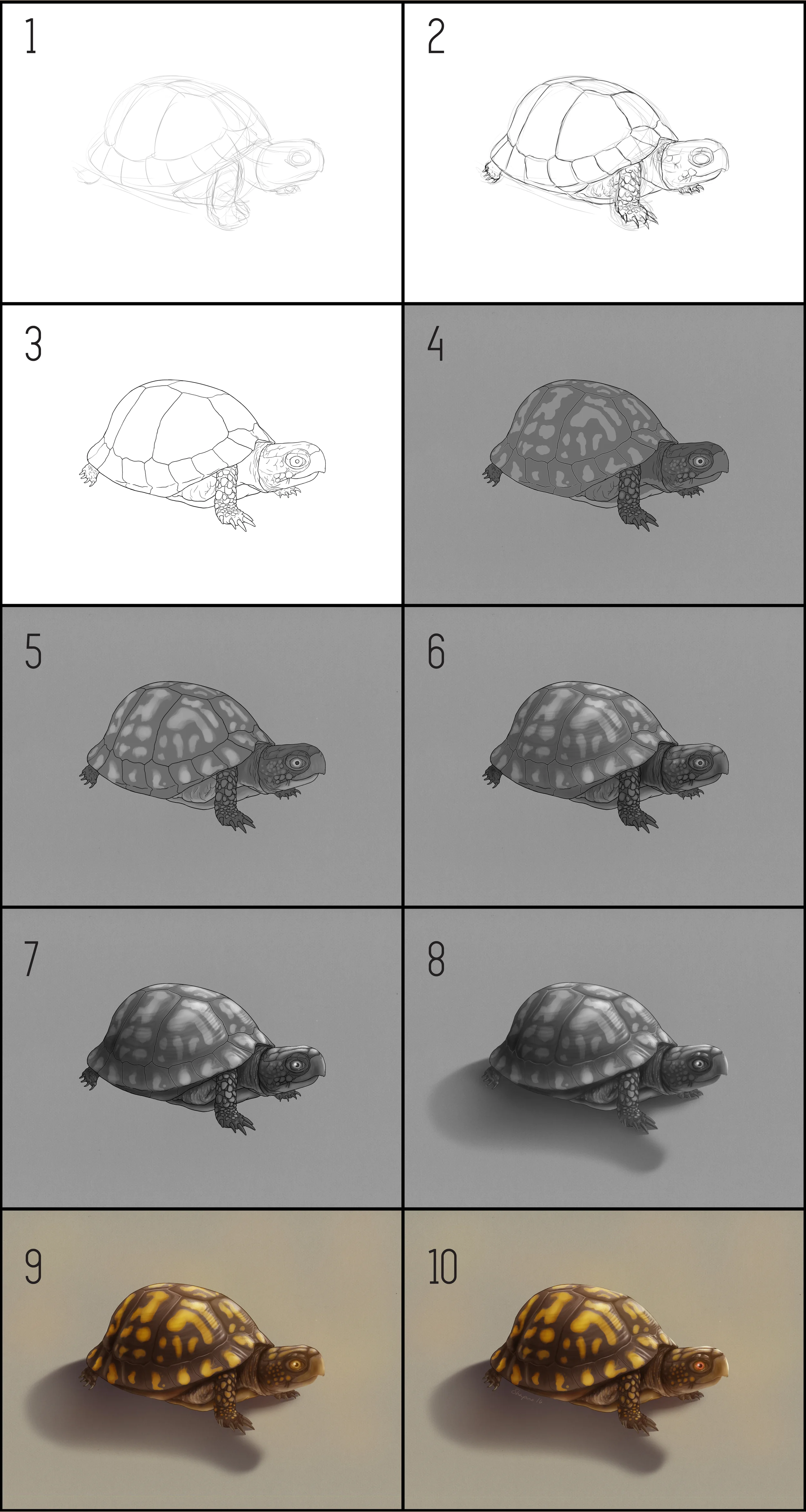 turtle_steps.jpg