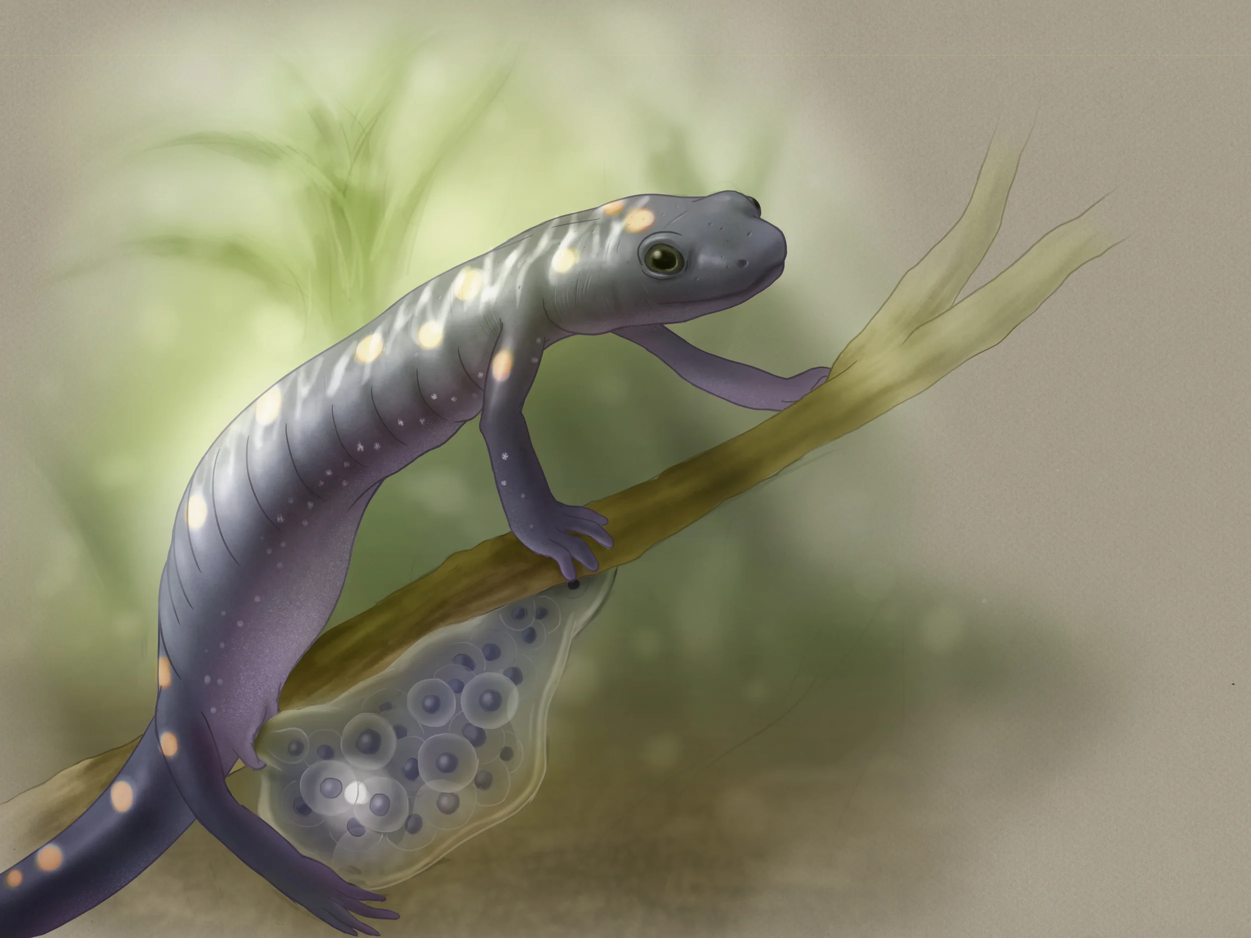 maculatum.jpg