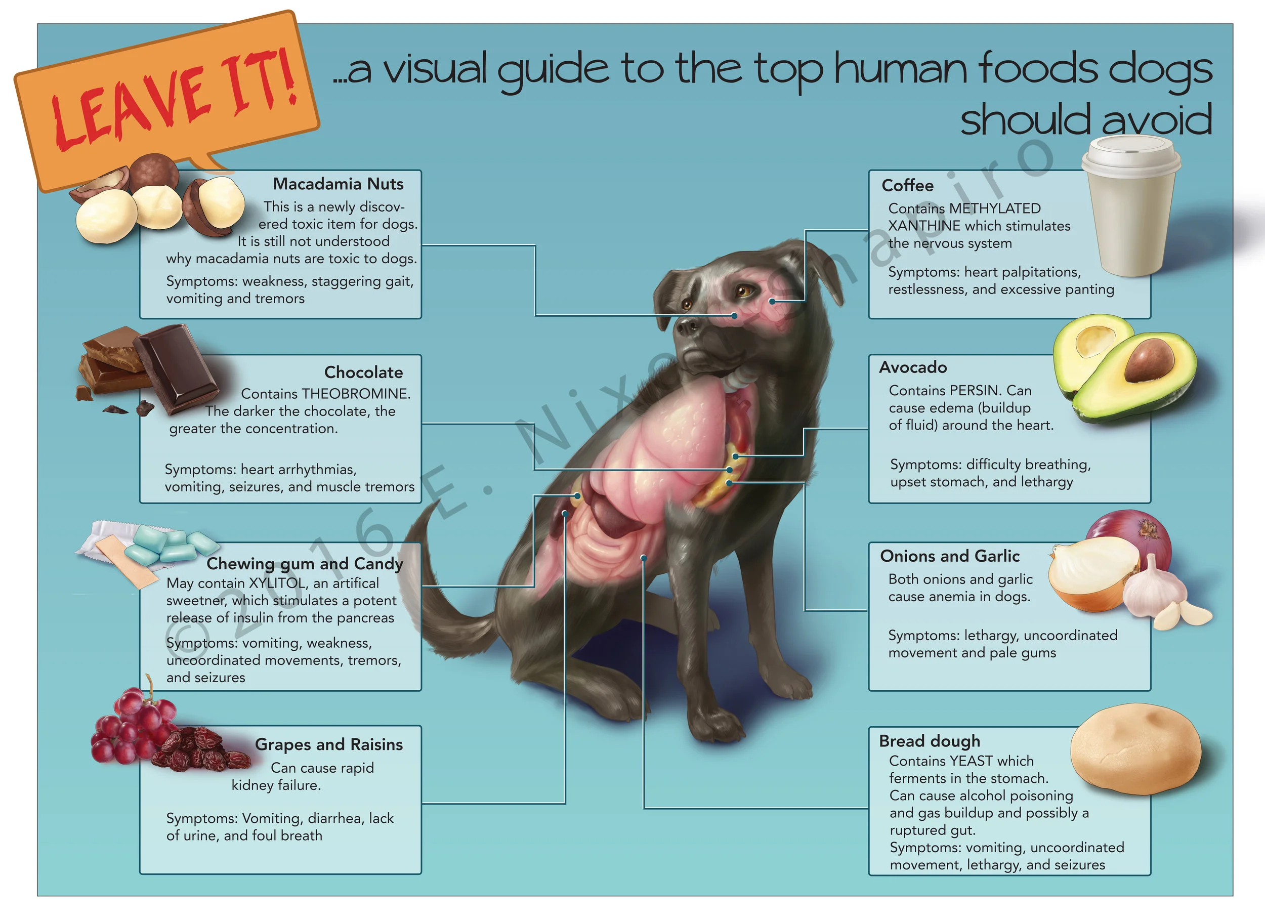 Leave it! A visual guide to the human foods dogs should avoid.