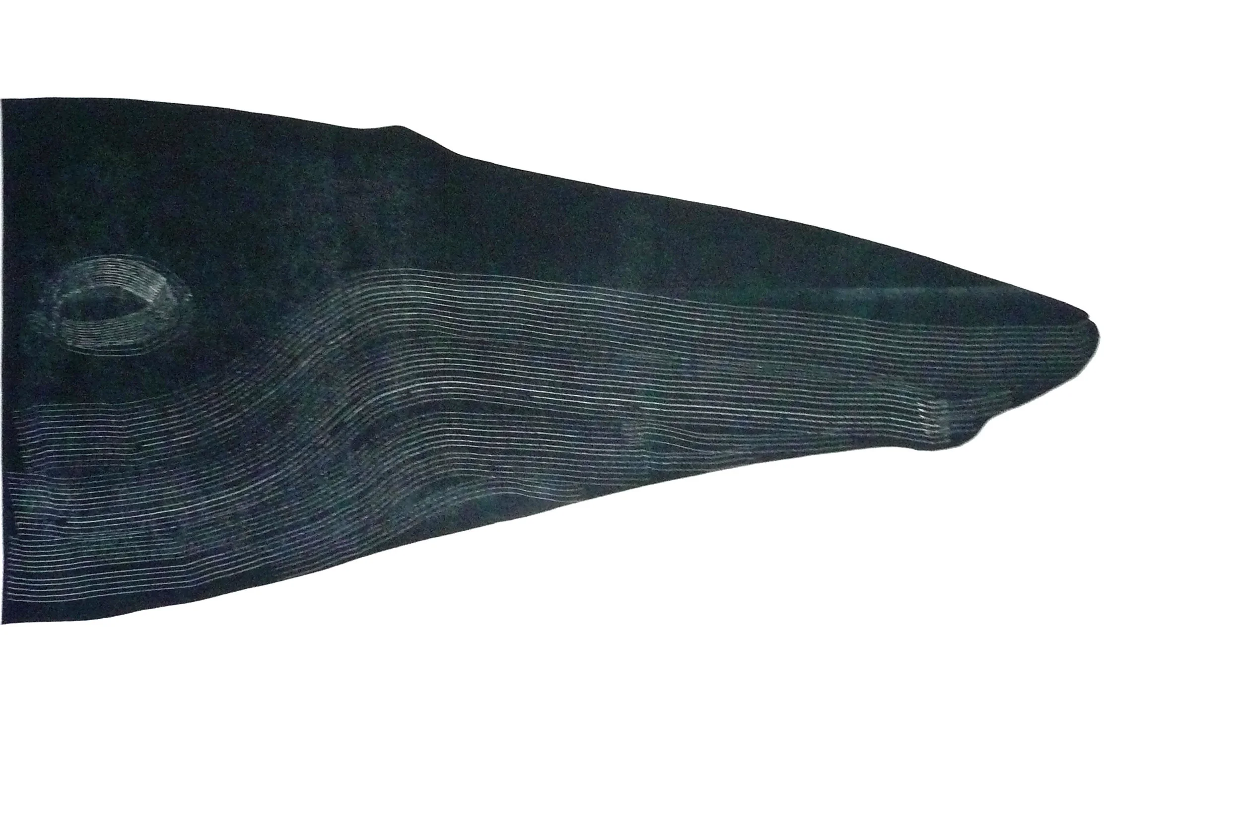 humpbackwhale.jpg