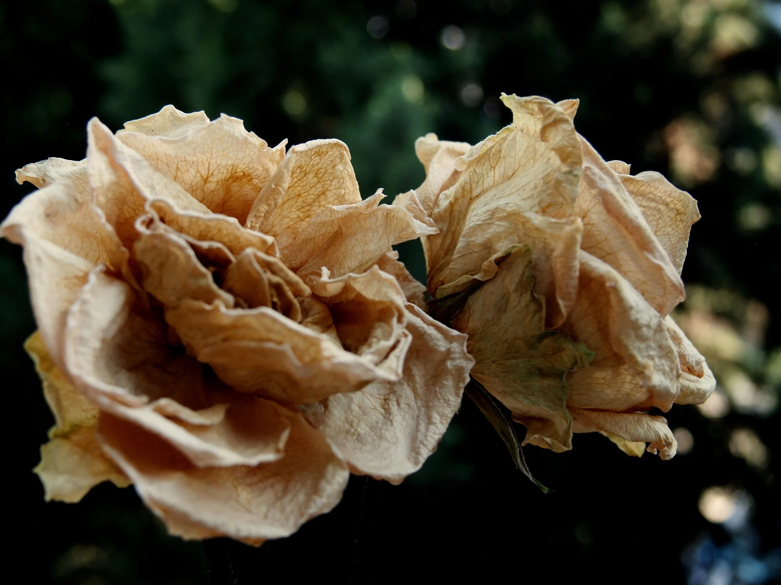 P1010826.JPG