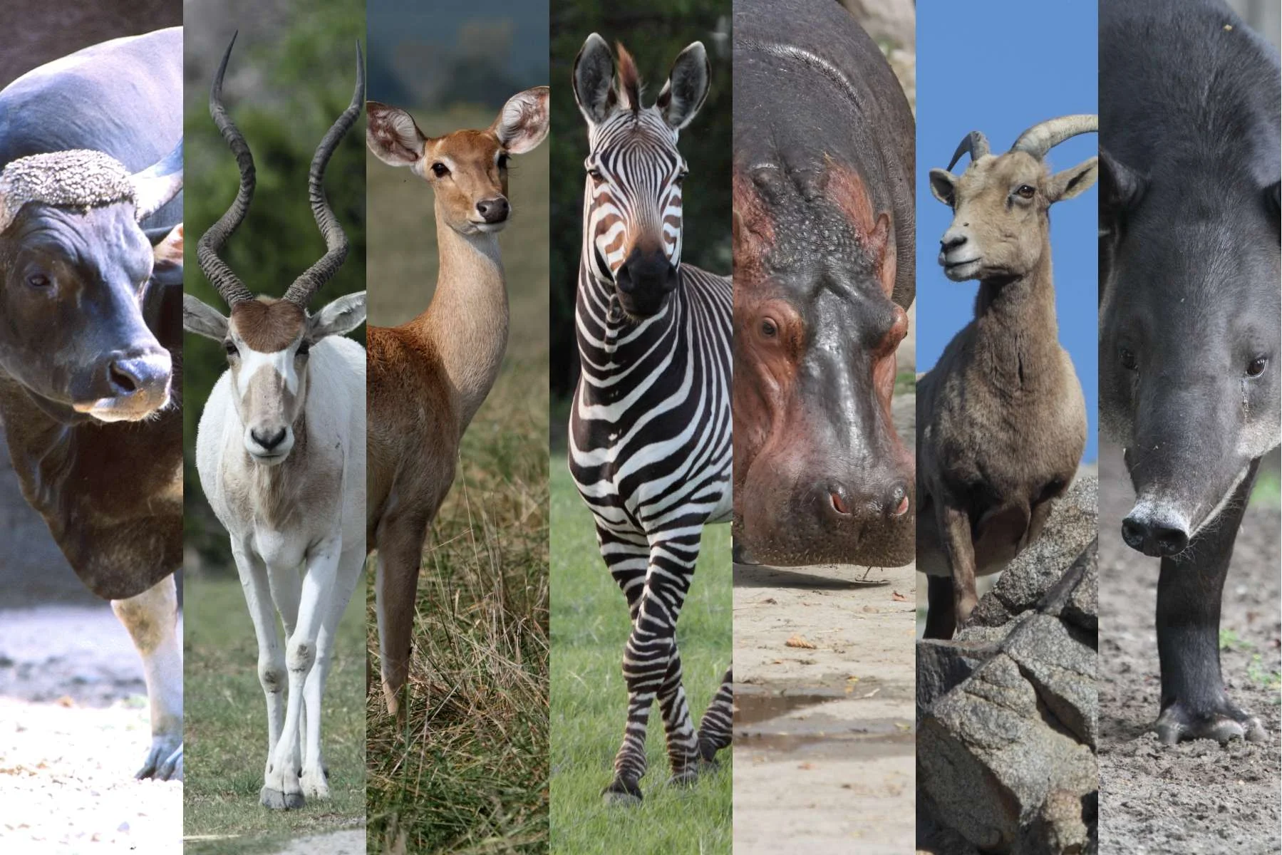 Aza Ungulates
