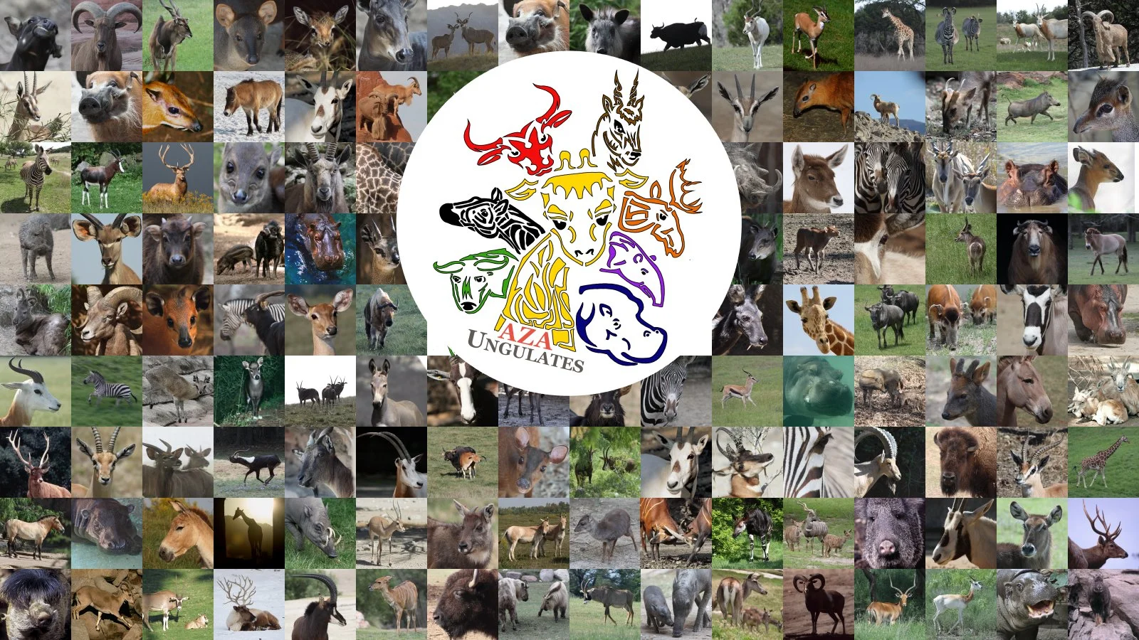Aza Ungulates