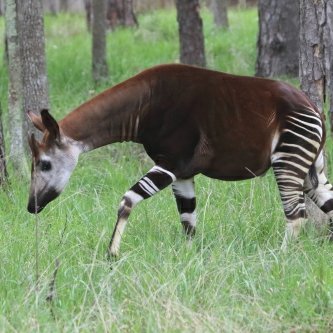 Okapi