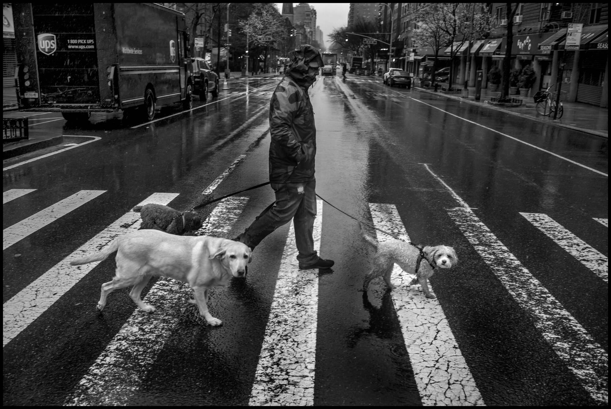  A man out for a walk with his three dogs on the Upper West Side.  March 23, 2020. © Peter Turnley.  ID# 02-012 