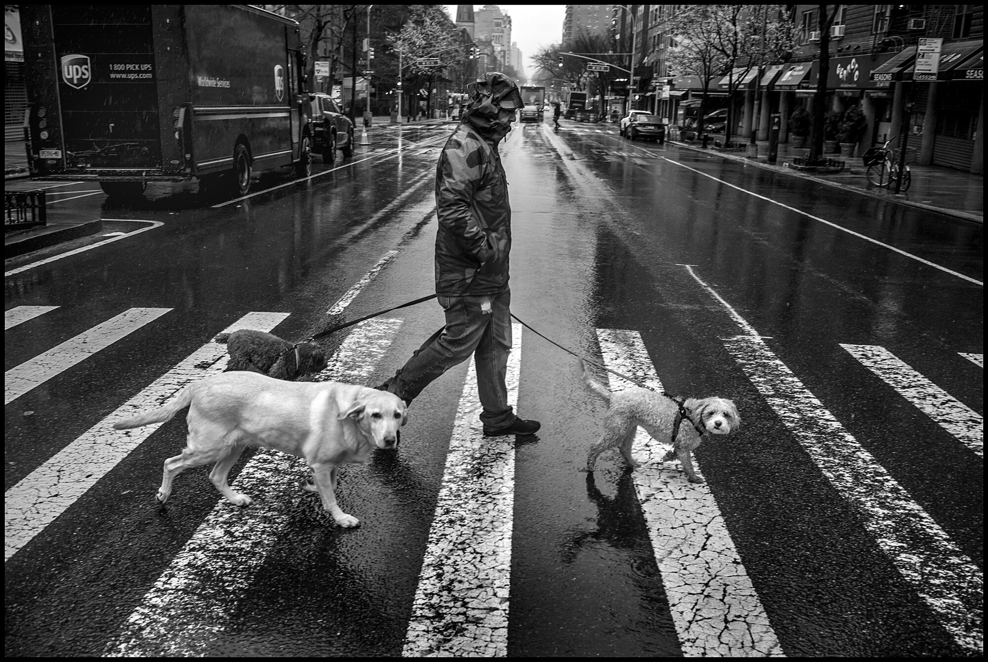  A man out for a walk with his dogs on Amsterdam Ave. on the Upper Westside.  March 23,2020. © Peter Turnley  ID#&nbsp;14-006 