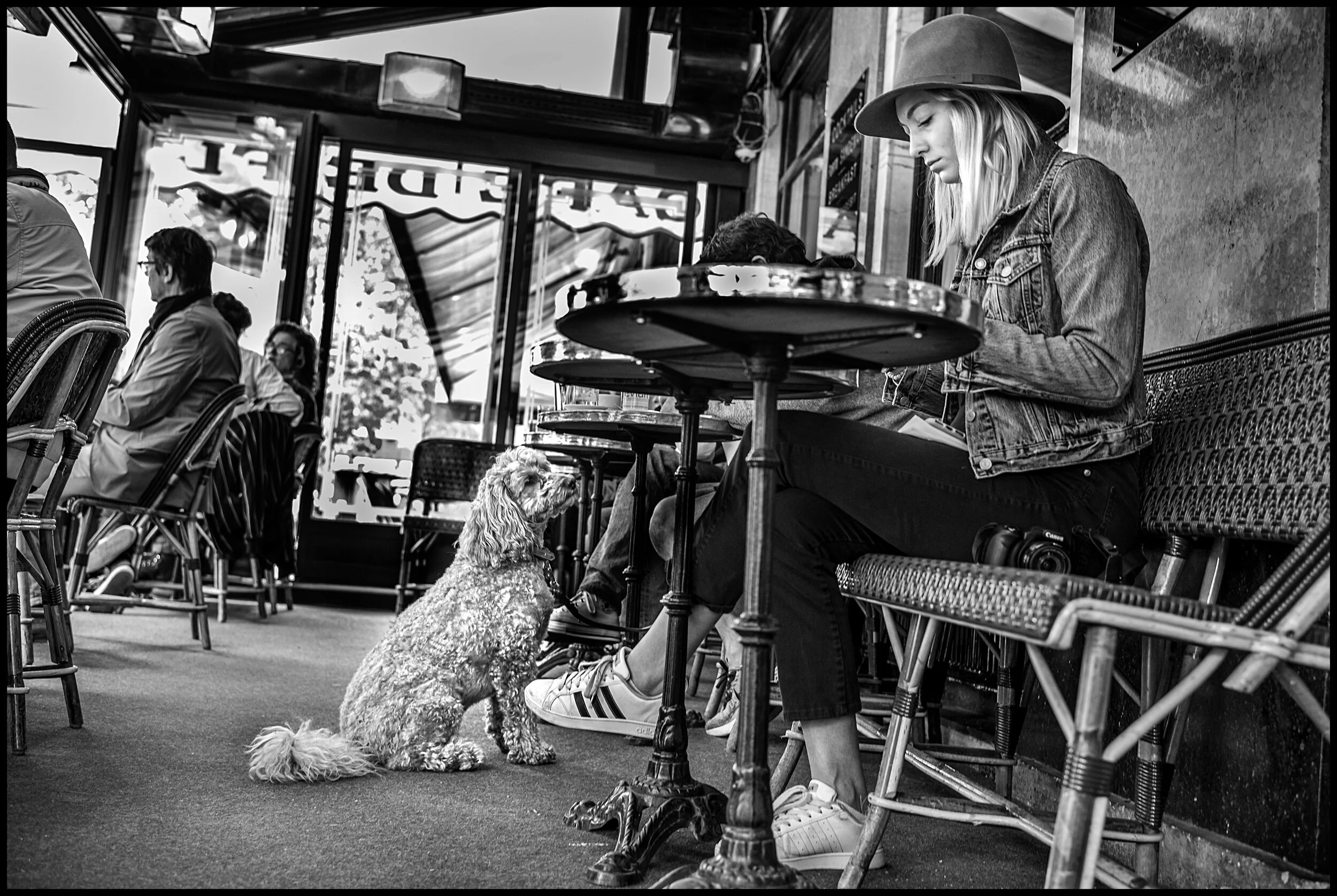  The Paris Poodle, Café de Flore, Paris.  June 7, 2020. © Peter Turnley.  ID# P20-001 