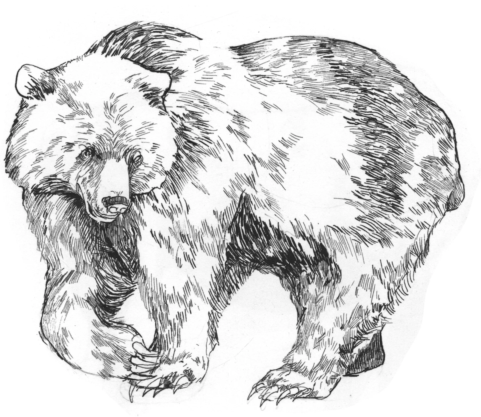 InkBear.jpg